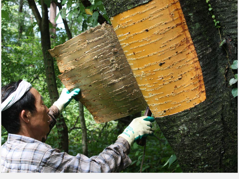 Harvesting the Cherry Bark